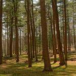 Madeline Bradtke Profile Picture