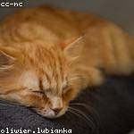 Sabina Pfeffer Profile Picture