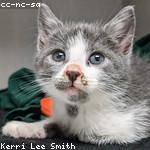 Kellie Lehner Profile Picture