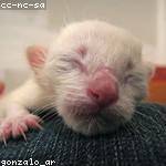 Deangelo Schaden Profile Picture