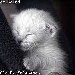 Thomas Homenick Profile Picture