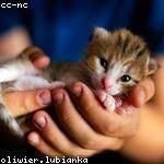 Catharine Lebsack Profile Picture