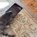 Stone Dietrich Profile Picture