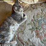 Leonel Dicki Profile Picture