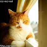 Marcelina Cremin Profile Picture