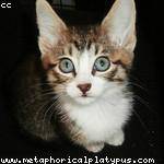 Reva Stamm Profile Picture