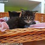 Filiberto Schroeder Profile Picture