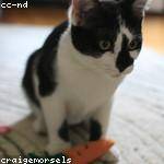 Alfonzo Okuneva Profile Picture