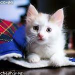 Alvera Weber Profile Picture