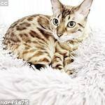 Syble Beier Profile Picture