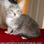 Adrianna Nicolas Profile Picture