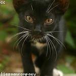 Ceasar Tremblay Profile Picture