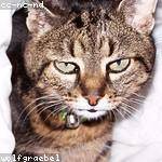 Alicia Wehner Profile Picture