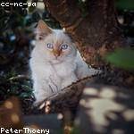 Penelope Pacocha Profile Picture