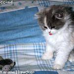 Arjun Hessel Profile Picture