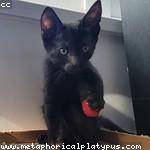 Austin Runolfsdottir Profile Picture