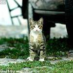 Odessa Romaguera Profile Picture