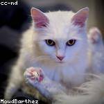 Princess Littel Profile Picture