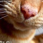 Korey Feeney Profile Picture