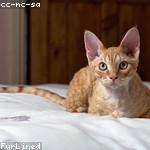 Clementina Flatley Profile Picture