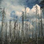 General Terry Profile Picture