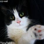 Wilford Schamberger Profile Picture