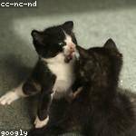 Kieran Haag Profile Picture