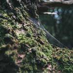 Lyric Brekke Profile Picture