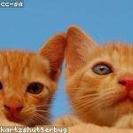 Brendan Mosciski Profile Picture