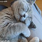 Lelah Schaden Profile Picture