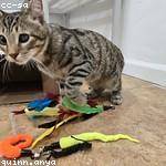 Tressie Cronin Profile Picture