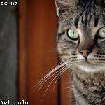 Brandy Lindgren Profile Picture