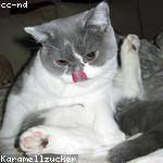 Coty Schroeder Profile Picture