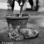 Janick Watsica Profile Picture