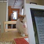 Albertha Quitzon Profile Picture