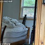 Cora Pollich Profile Picture