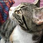 Stephania Schumm Profile Picture