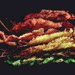 Quincy Trantow Profile Picture