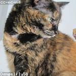 Earnestine Bergstrom Profile Picture