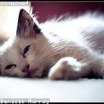 Ryann Smith Profile Picture