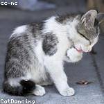 Rosetta Leuschke Profile Picture