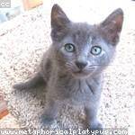 Ephraim Herzog Profile Picture