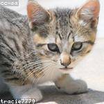 Demetris Bruen Profile Picture