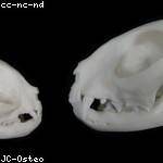 Ferne Zboncak Profile Picture