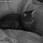 Hector Feest Profile Picture