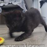 Elton Cormier Profile Picture