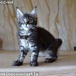 Elenora Hintz Profile Picture