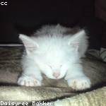 Dillan Torp Profile Picture