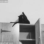 Andreane Walsh Profile Picture