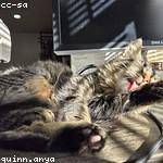 Alyson Daniel Profile Picture